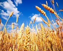 Урожайність озимої пшениці в ІМК нижча, ніж у попередні роки